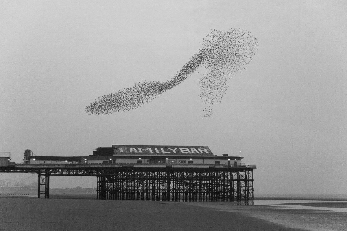 wildlife Nature birds monochrome Blackpool