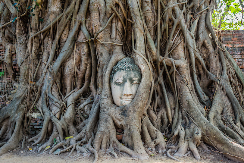 Ayutthaya Buddha Head