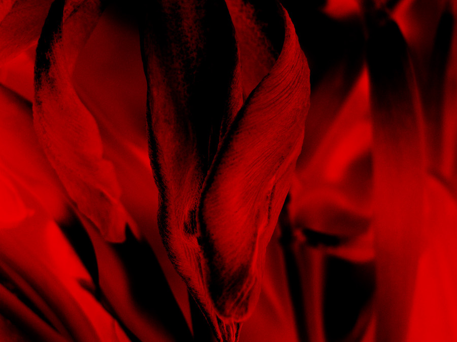 Flowers tulips red Film   Photography  art surreal abstract kristina gentvainyte artwork
