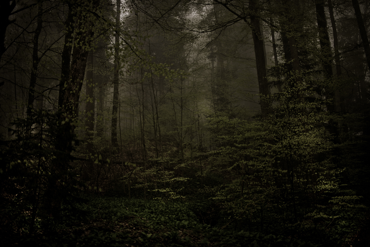 Landscape germany mist woods forest