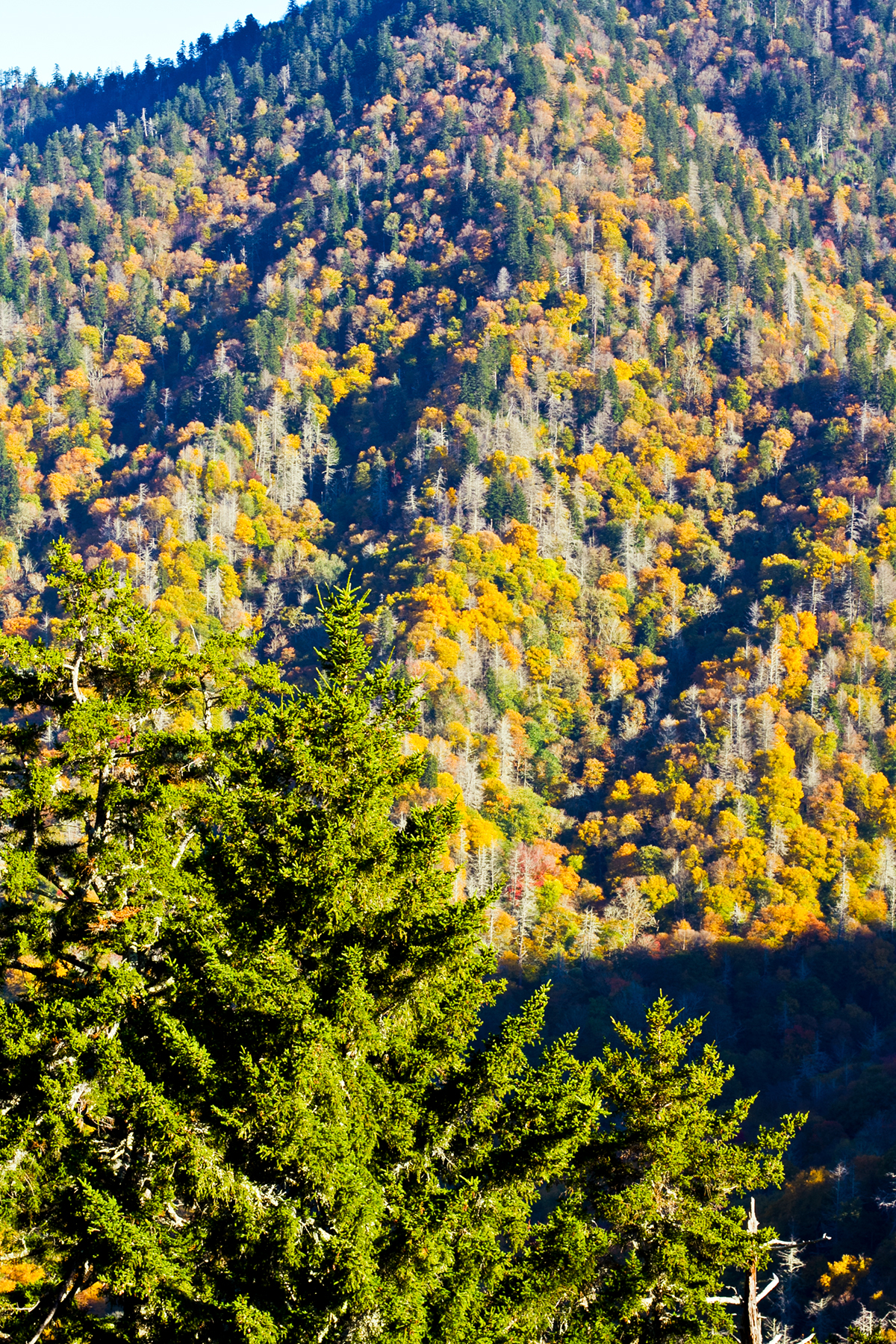 Nature Hike Great Smoky Mountains mountains Chimney Tops Smoky Mountains autumn Fall