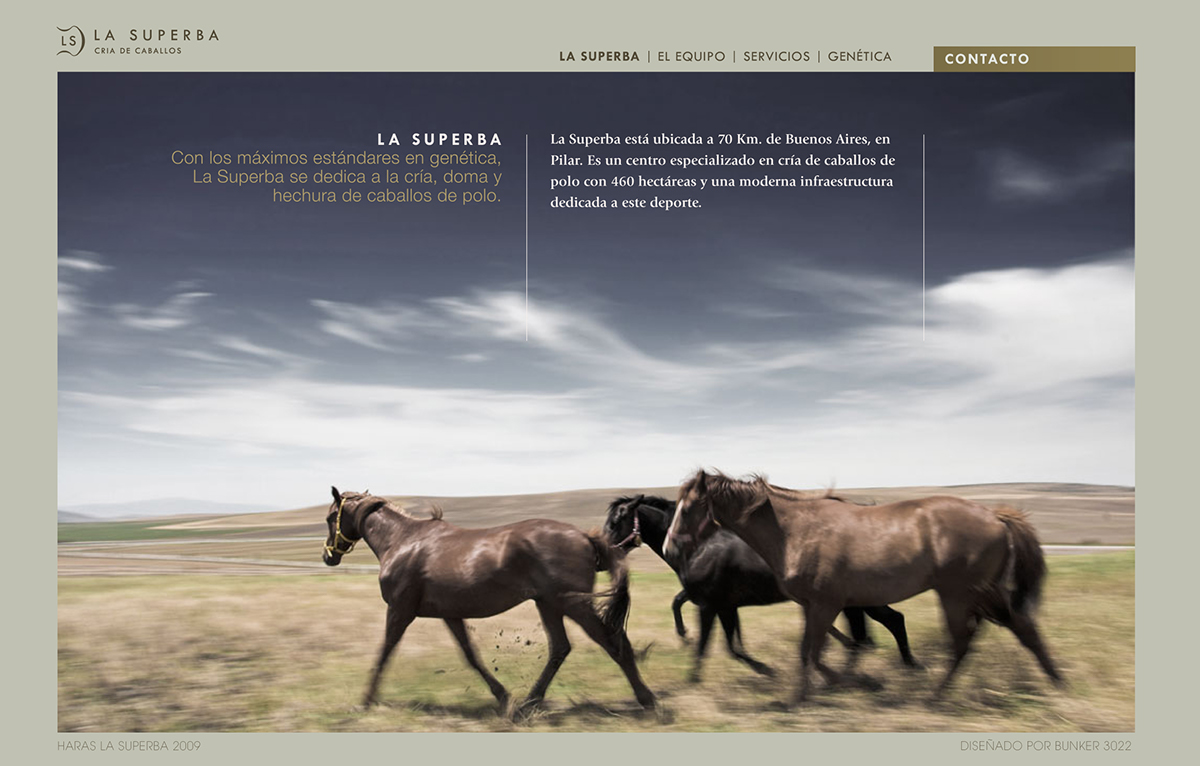 Adobe Portfolio polo breeding polo club De Narváez horses Catalogue brochure Business Cards logo Web