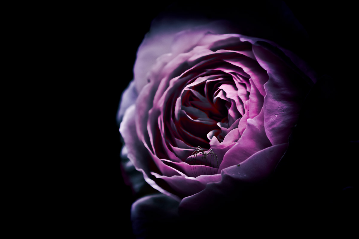 Tiny Worlds surreal digital manipulation creepy etherial imagination Flowers photoshop