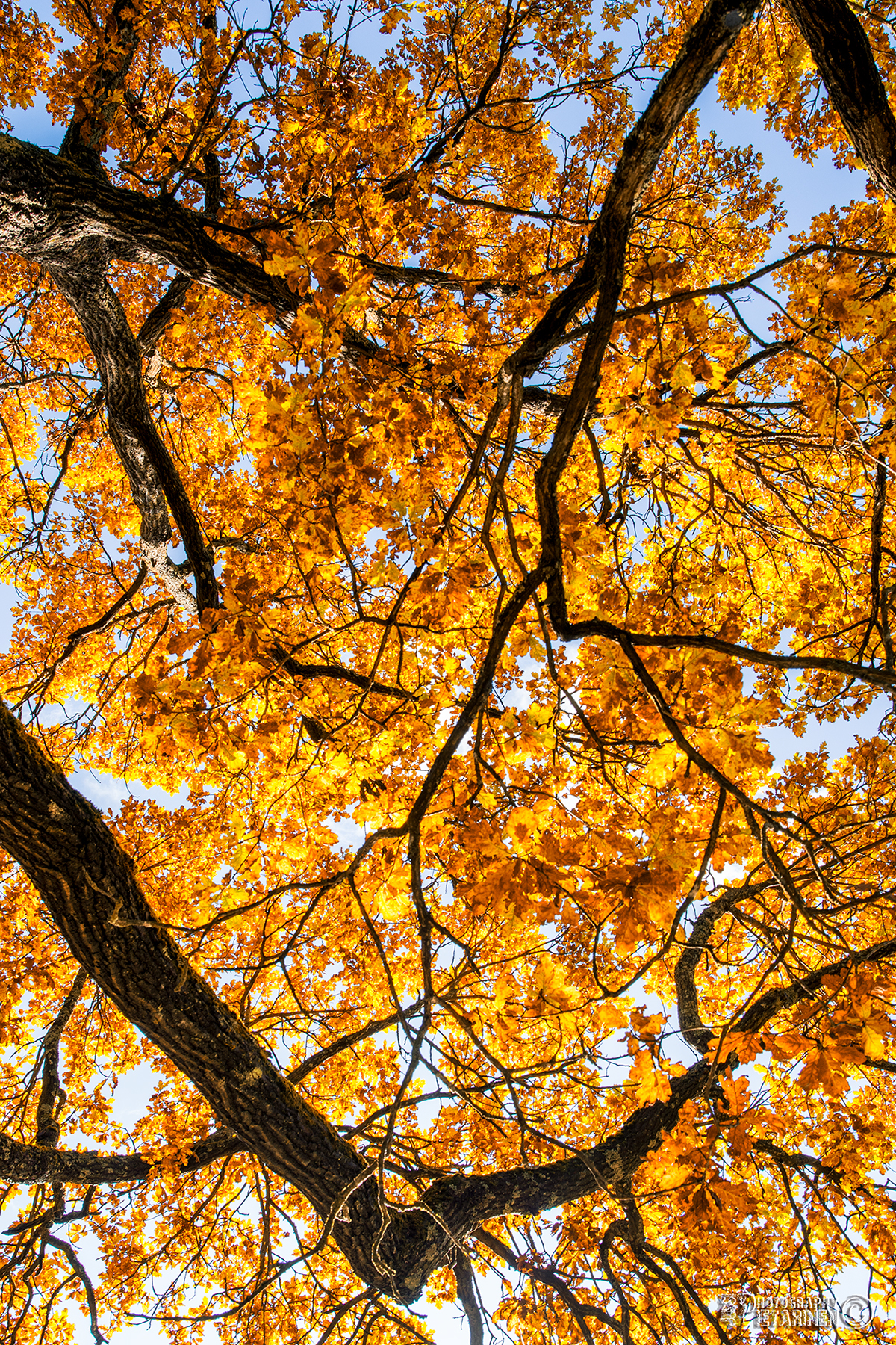 Adobe Portfolio malmin hautausmaa malmi visithelsinki suomi100 Ruska fall colours syksyn värit syksyinen puisto puukuja kauniit puut