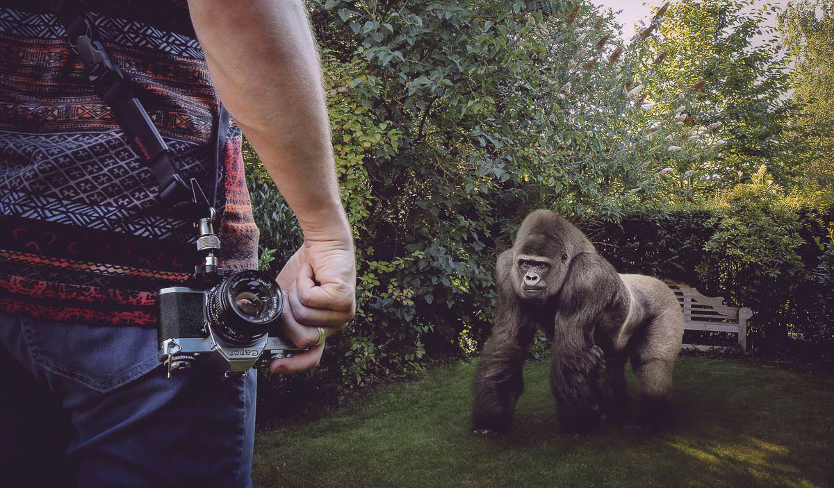 davidolkarny monkey olkarny photoshop gorilla