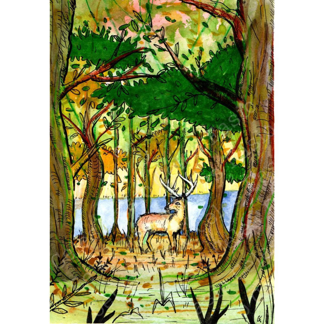 ilustracion ilustration forest bosque patagonia bariloche dibujo draw аrт sketch