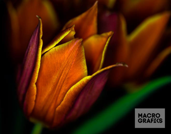 Flowers Nature plants beauty stock image digital macro stock mid stock macrografiks