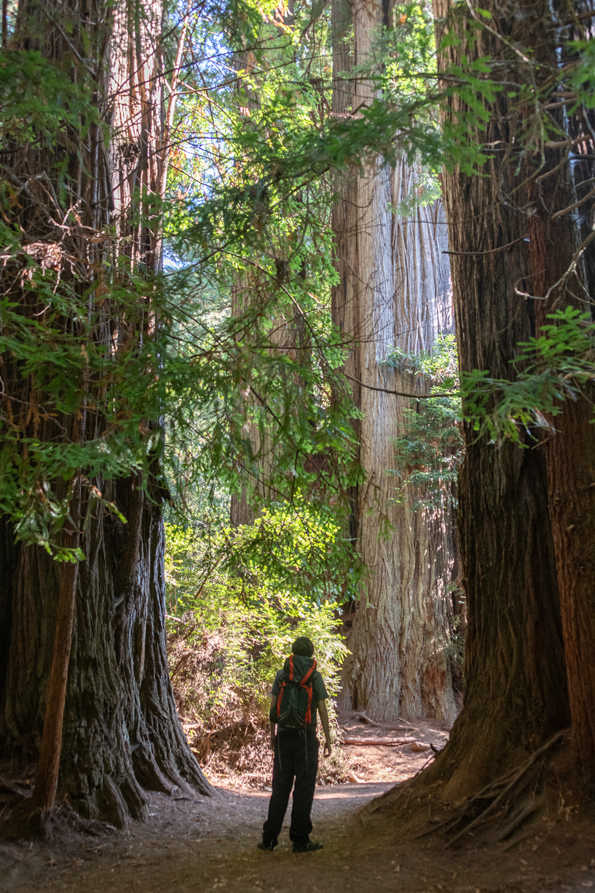 beauty hiker in forest large trees Nature Photography  red woods Tree 