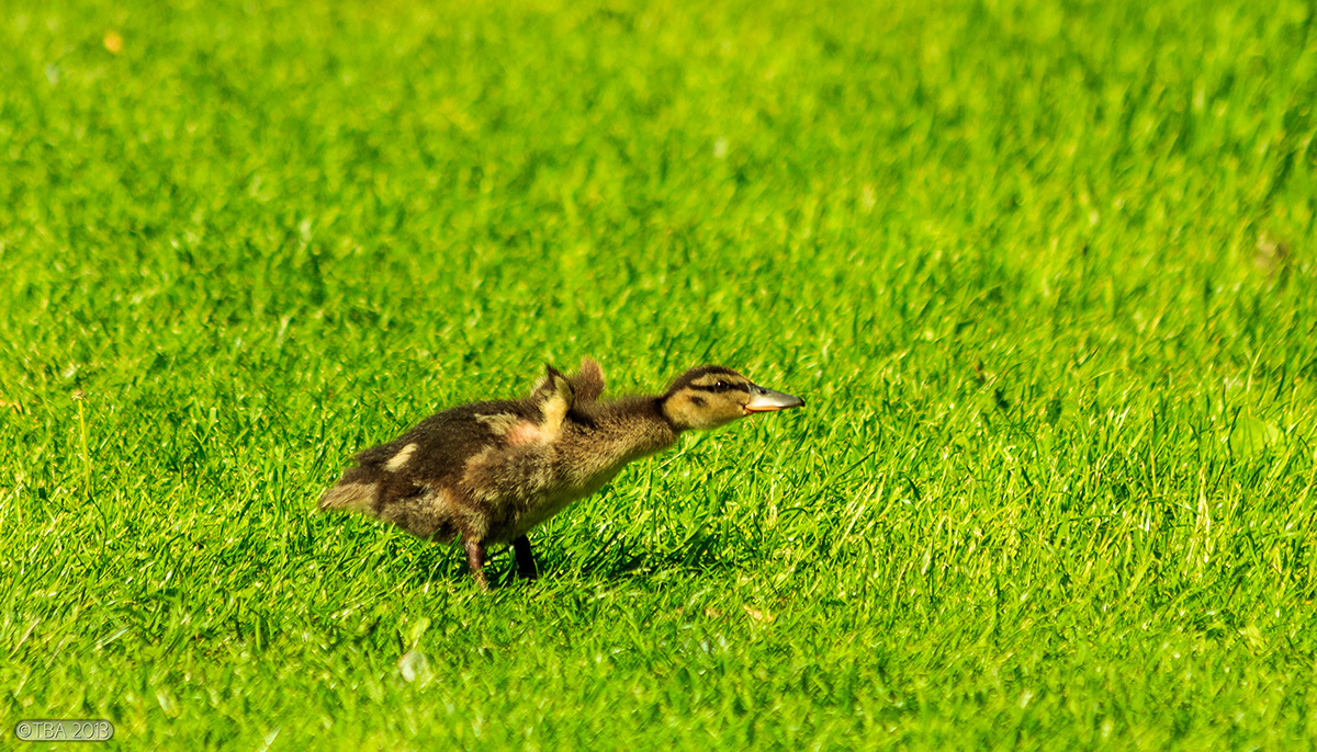 Nature deer ducks birds swan water duckling butterfly godrays church ringsted Canon 450D 70d HDR