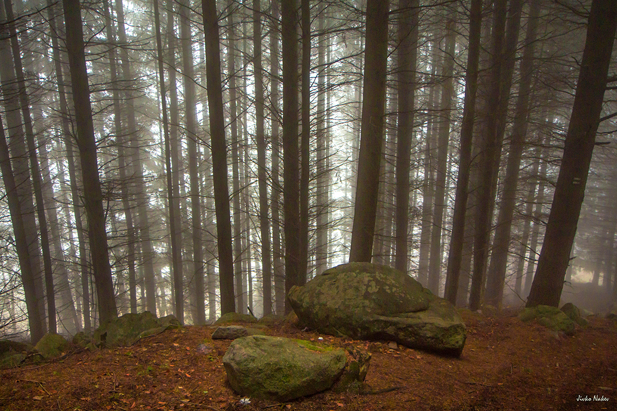 Nature landscapes fog mist forest wildlife Mystic Mysticism