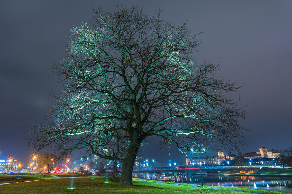 Highlighted tree Tree  krakow poland light Lamp