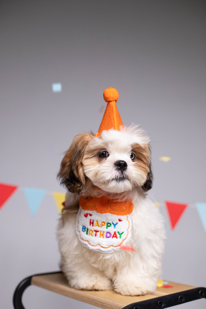 Cat Pet cute family branding  happy Birthday party dog paw