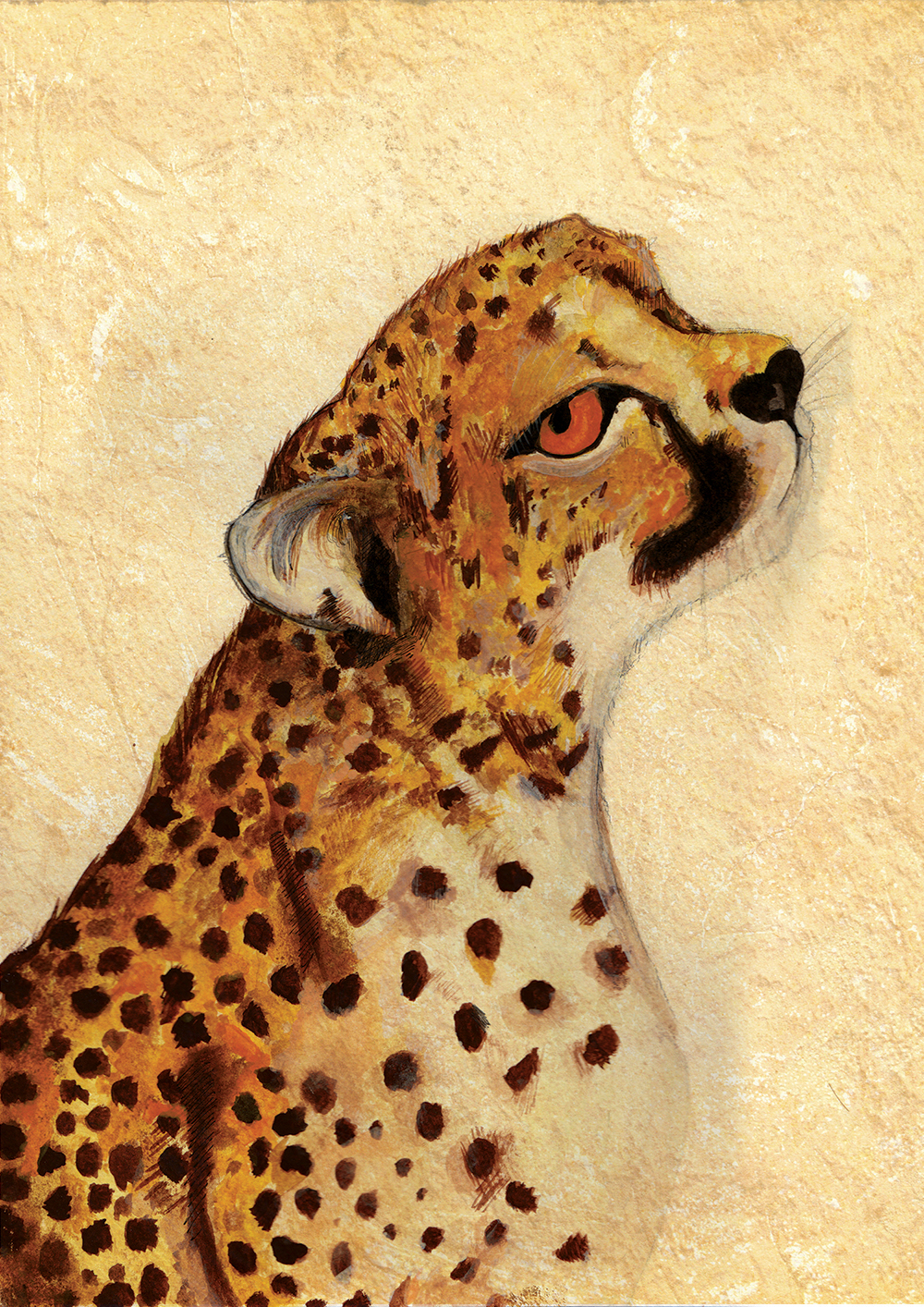 cheetah big cat big cats Cheetahs leopard Cat water colour watercolour animal painting animal watercolour