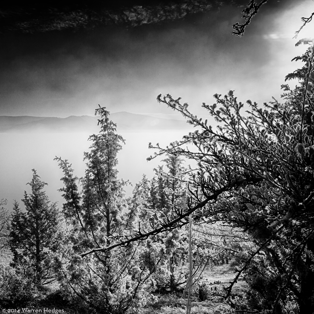 frost Black Mountain warren hedges