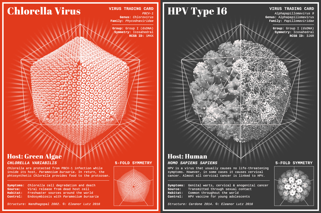 Adobe Portfolio science biology virus
