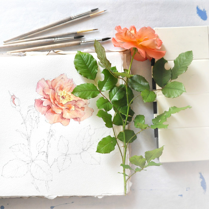 Flowers Flora botany rose Basil spices sketchbook sketch watercolor