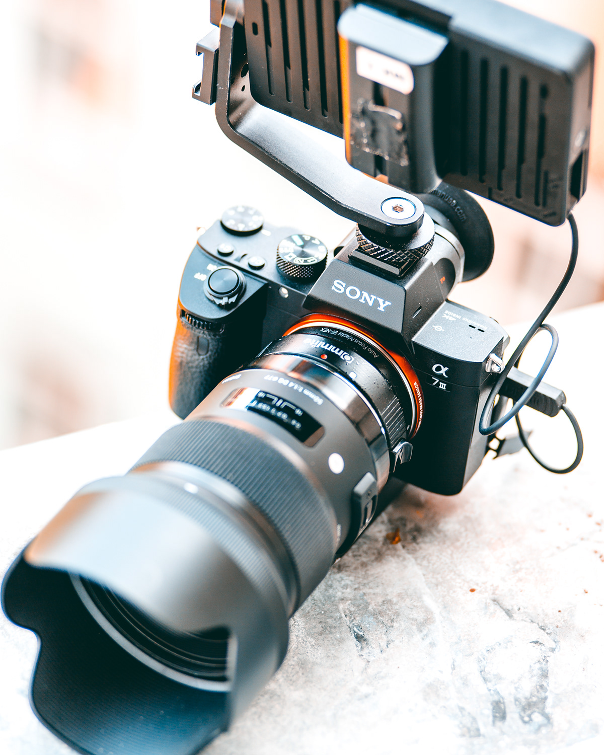Sony A7iii Sigma50mmf1.4 sigma Sony Photography  Street Cat Filmmaker videographer Cameragear
