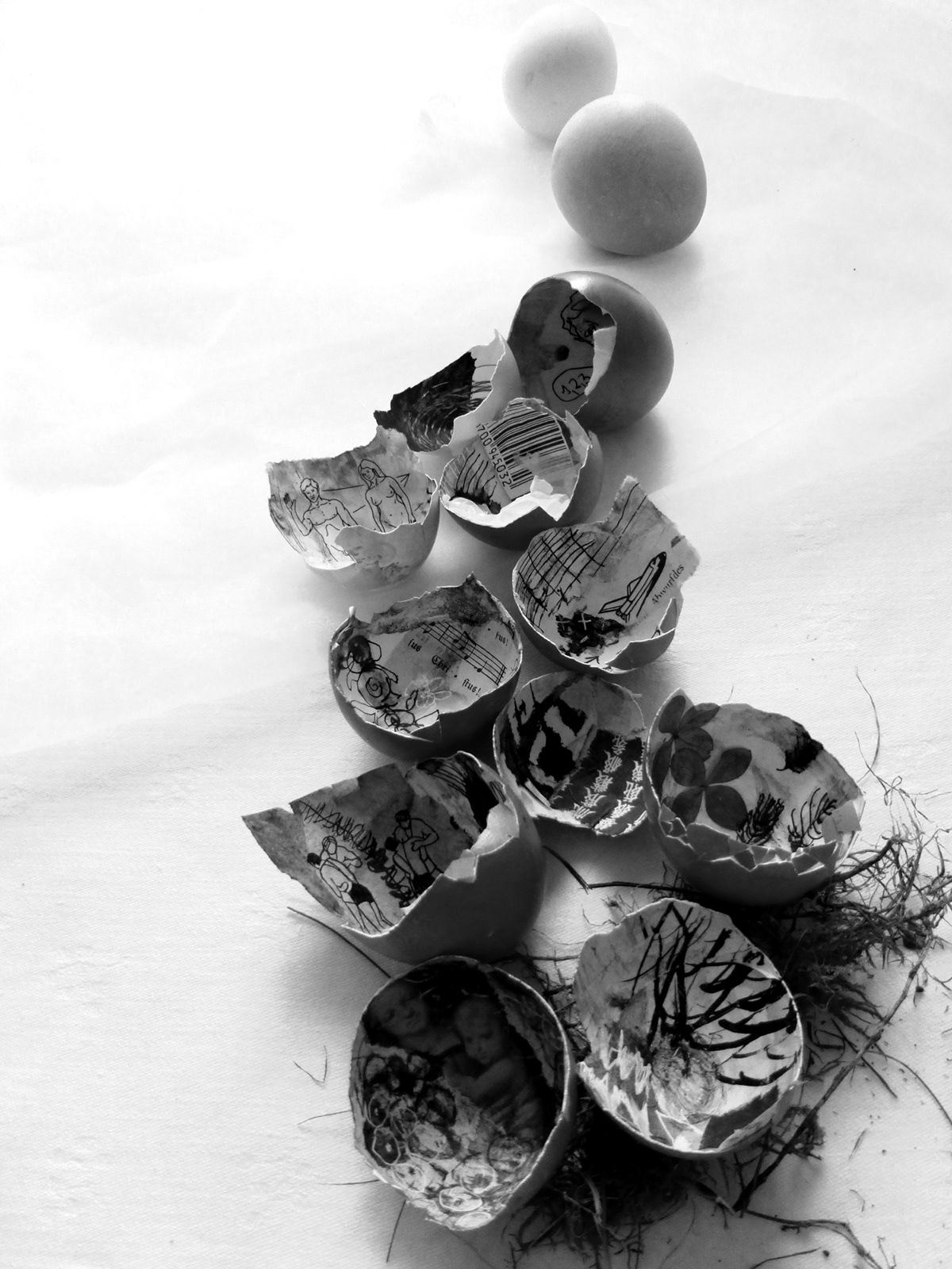evolution egg shells visualization altered installation eggs