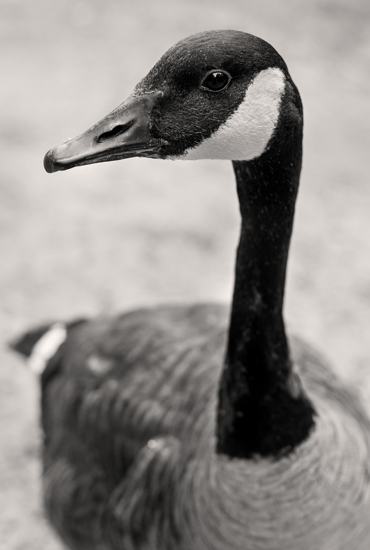 geese Nature wildlife birds Canada Geese portrait photography waterfowl