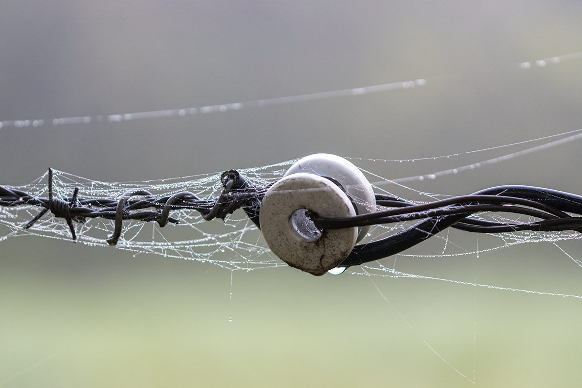 barbed wire Dew Web