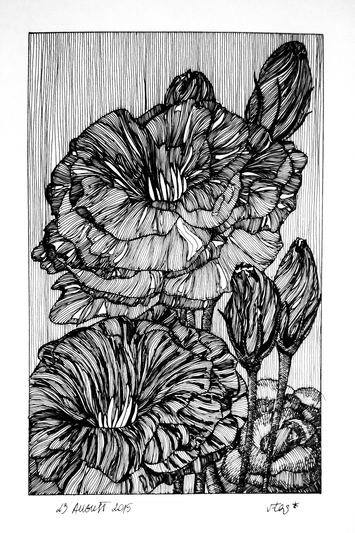 drawing a day daily drawing drawing challenge graphics hatching lines fines lines linear lining Original creative inspiration Nature Flowers blossoms