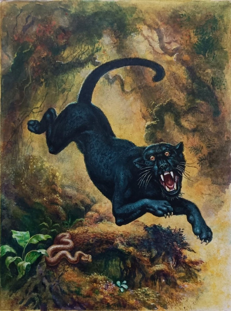bookcover artwork jungle book tale mowgli Nature tiger monkey wolf bear