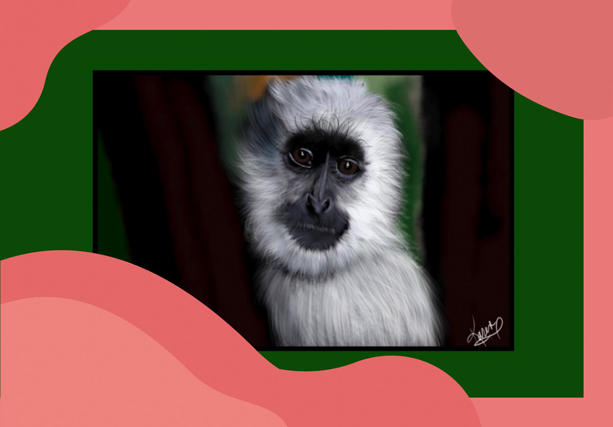 Digital Art  digital painting Drawing  illustrations animals monkeys grey langur