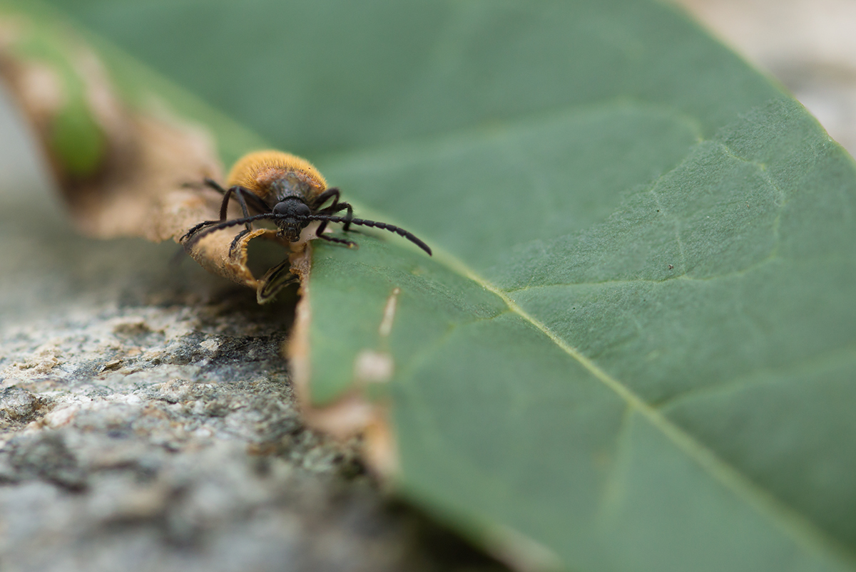 Macro Photography Insects Fly bubblebee bug soldier beetle macro