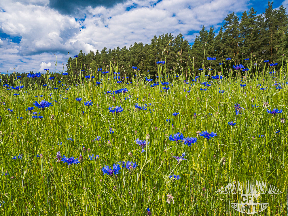 blau blossoms Blume blüten flower Kornblume Landscape Nature Photography  summer