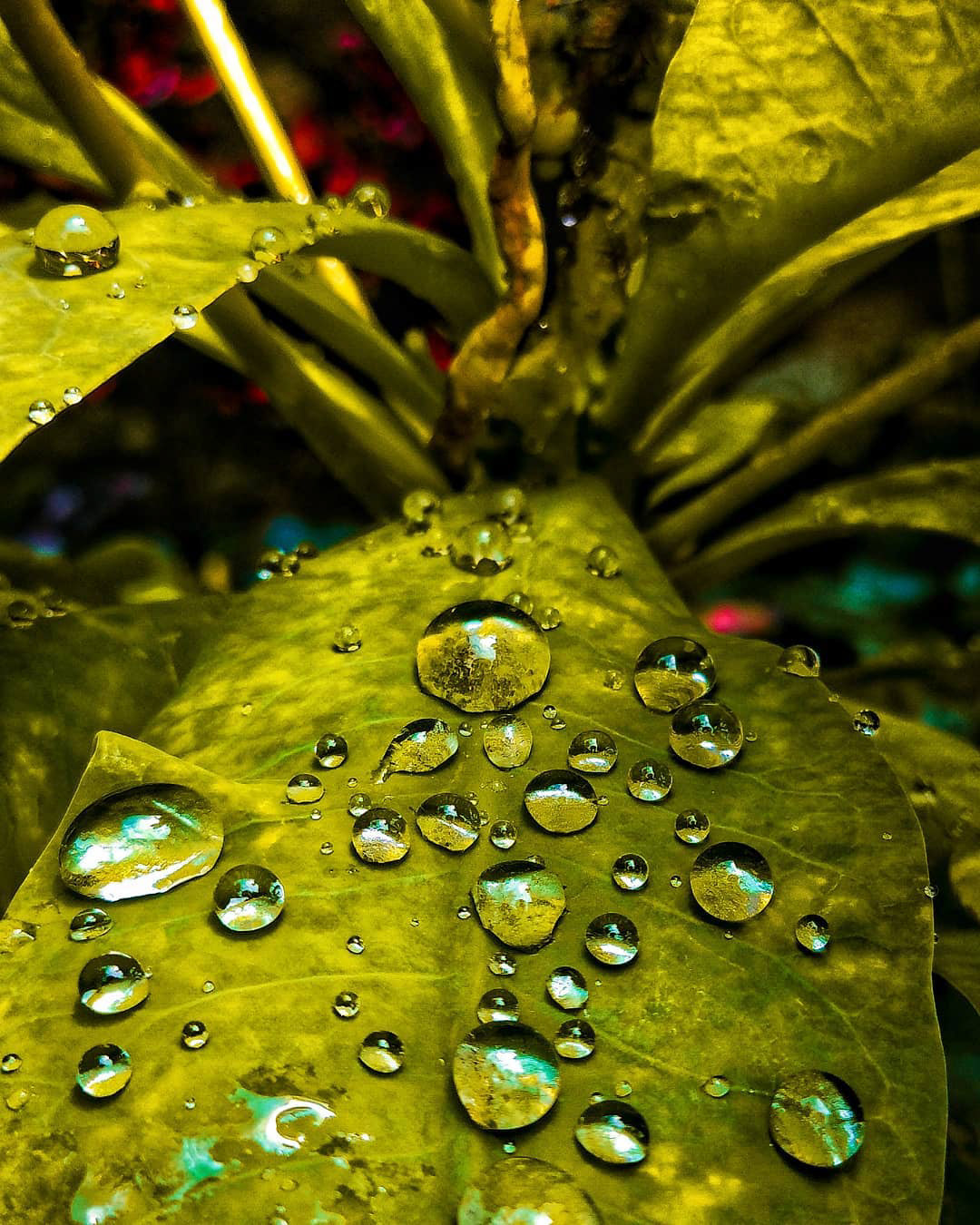 #leaf#drop#water