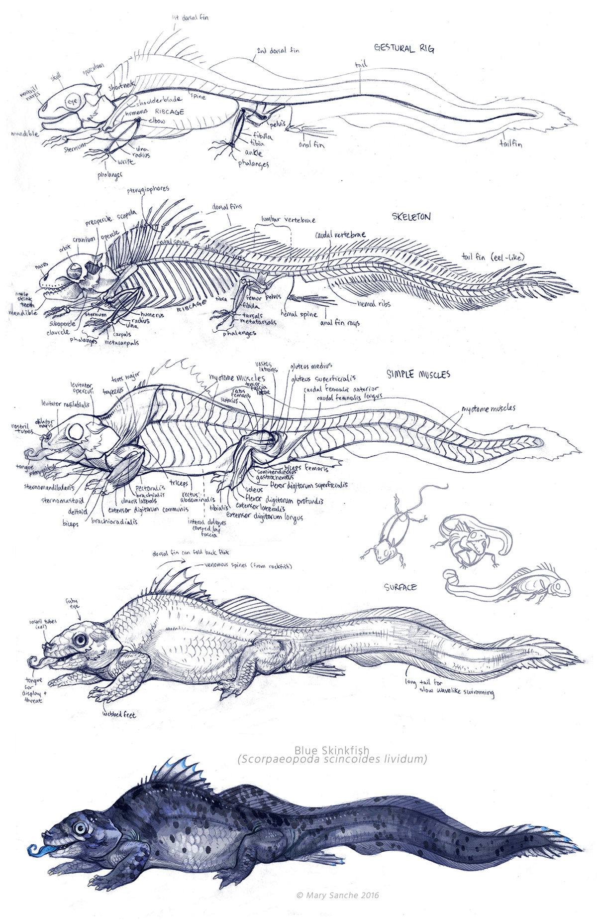 creature animal creatures animals Creature Design anatomy animal anatomy fantasy concept art