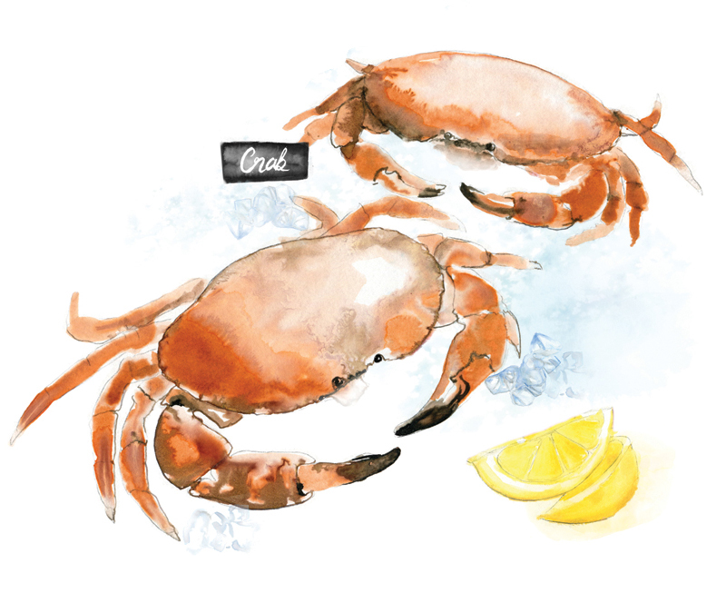 ILLUSTRATION  watercolour watercolor ink seafood