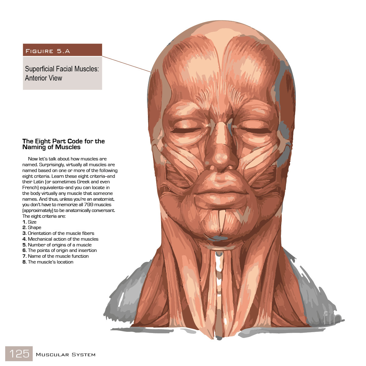 Book Layout Design: Anatomy Textbook on Behance