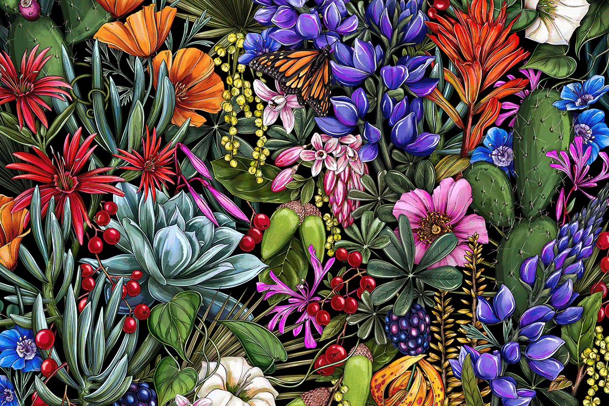 Pattern artwork, Botanical illustration by Maggie Enterrios for the LA Times featuring plants
