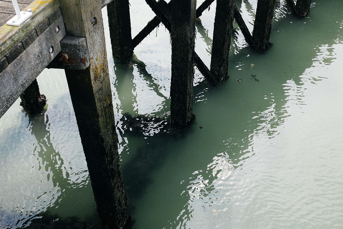 Zeeland vlissingen Seaside sea zee seagull photo Documentary  harbor harbour sand shell