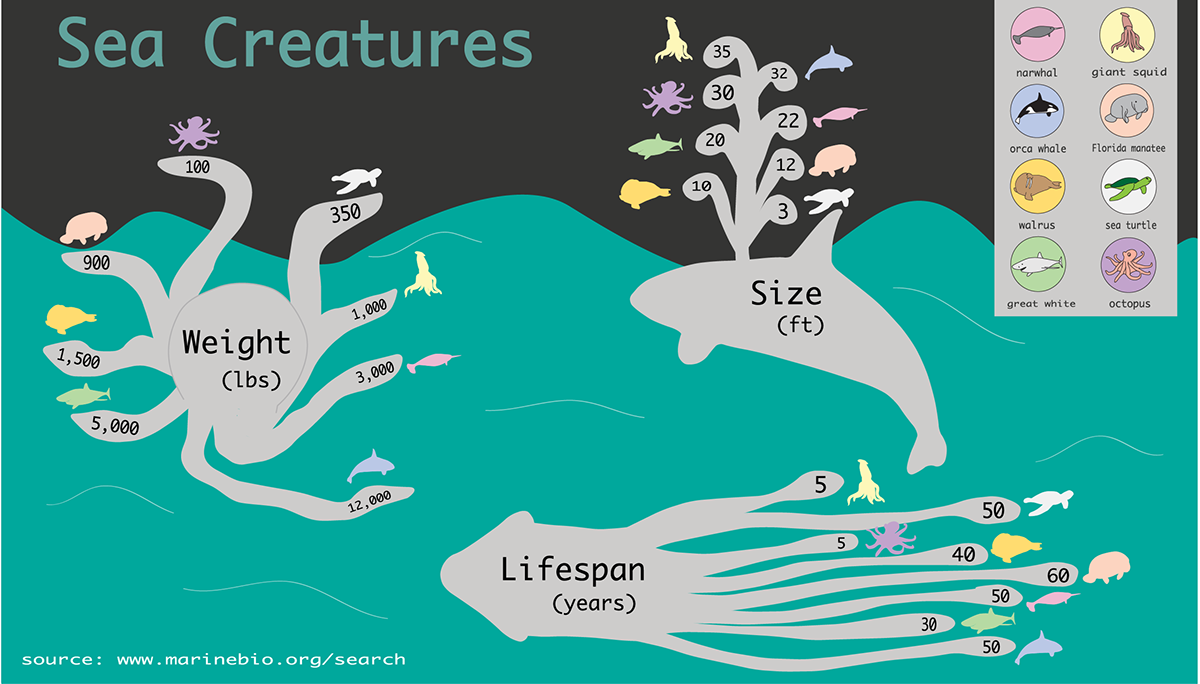 sea creatures  infographic  narwhal walrus Whale octopus Squid shark Turtle manatee infographic narwhal
