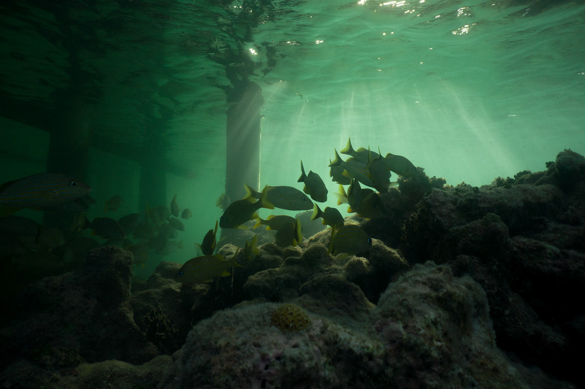 roatan underwater Honduras Sony NEX 5
