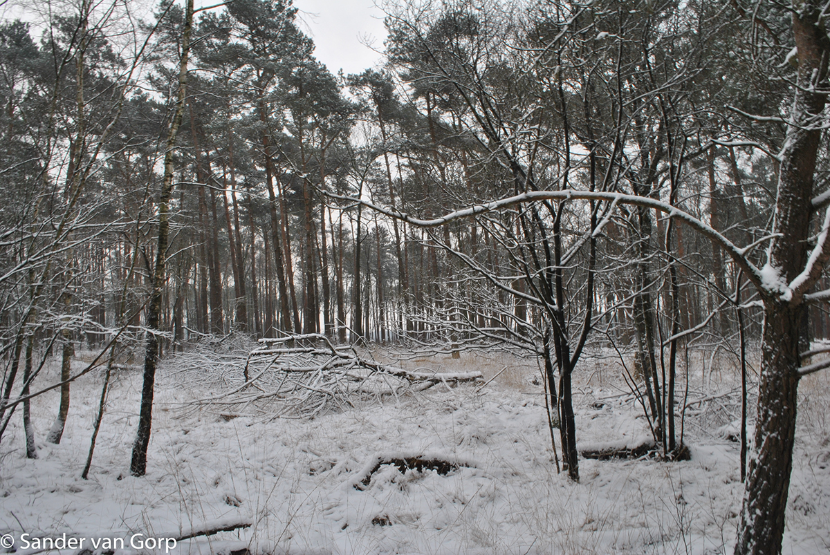 winter Landscape Nature