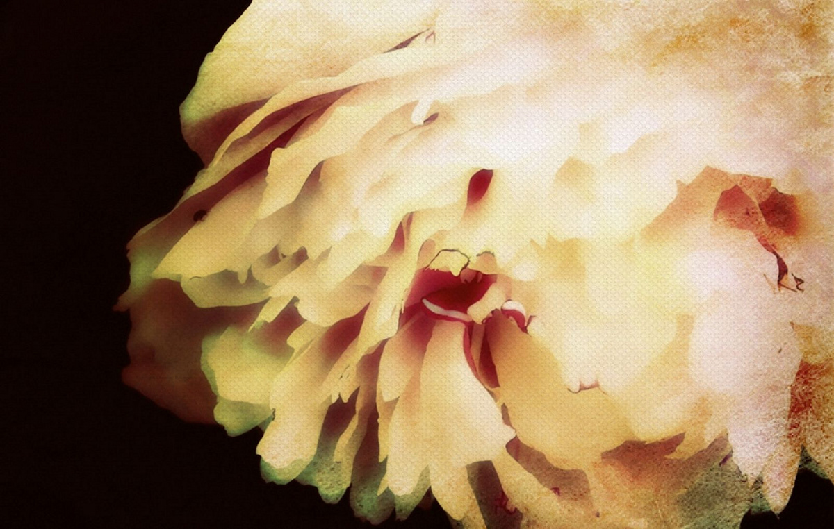peony texture flower macro Macro Photography flower photography Photography 
