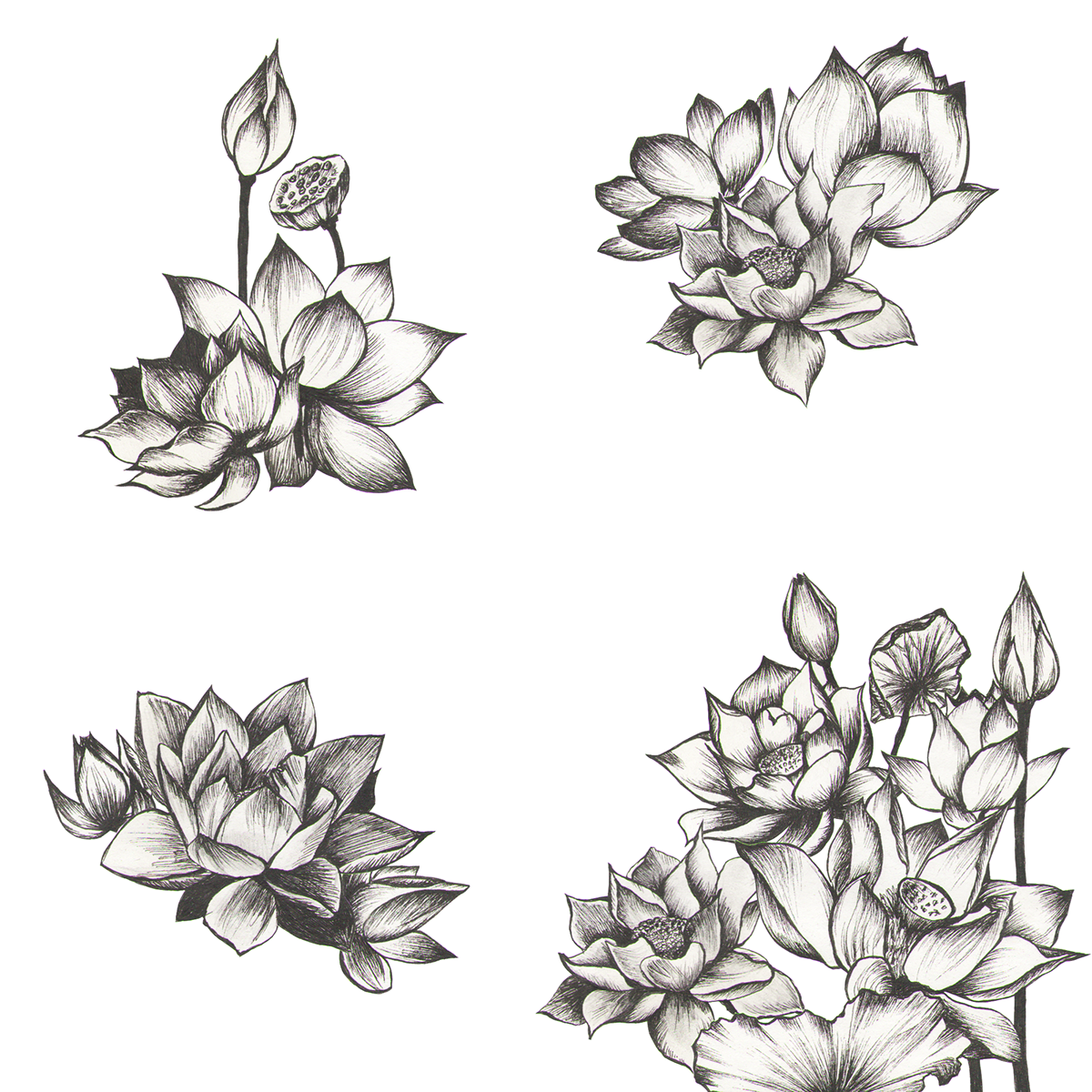 Lotus graphic design ink photoshop