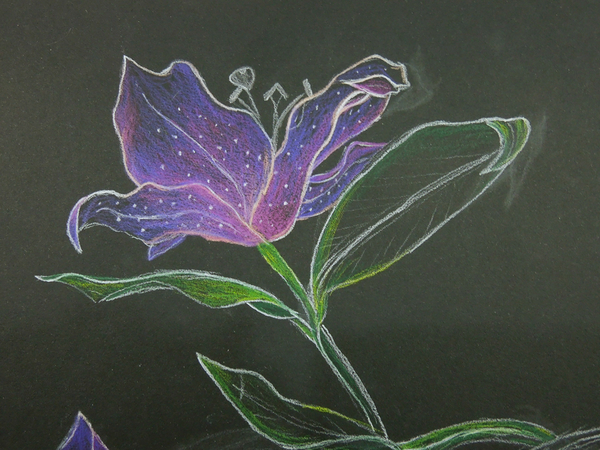 #flowers  #purple #colored pencils #green #leaves #lily #lilies