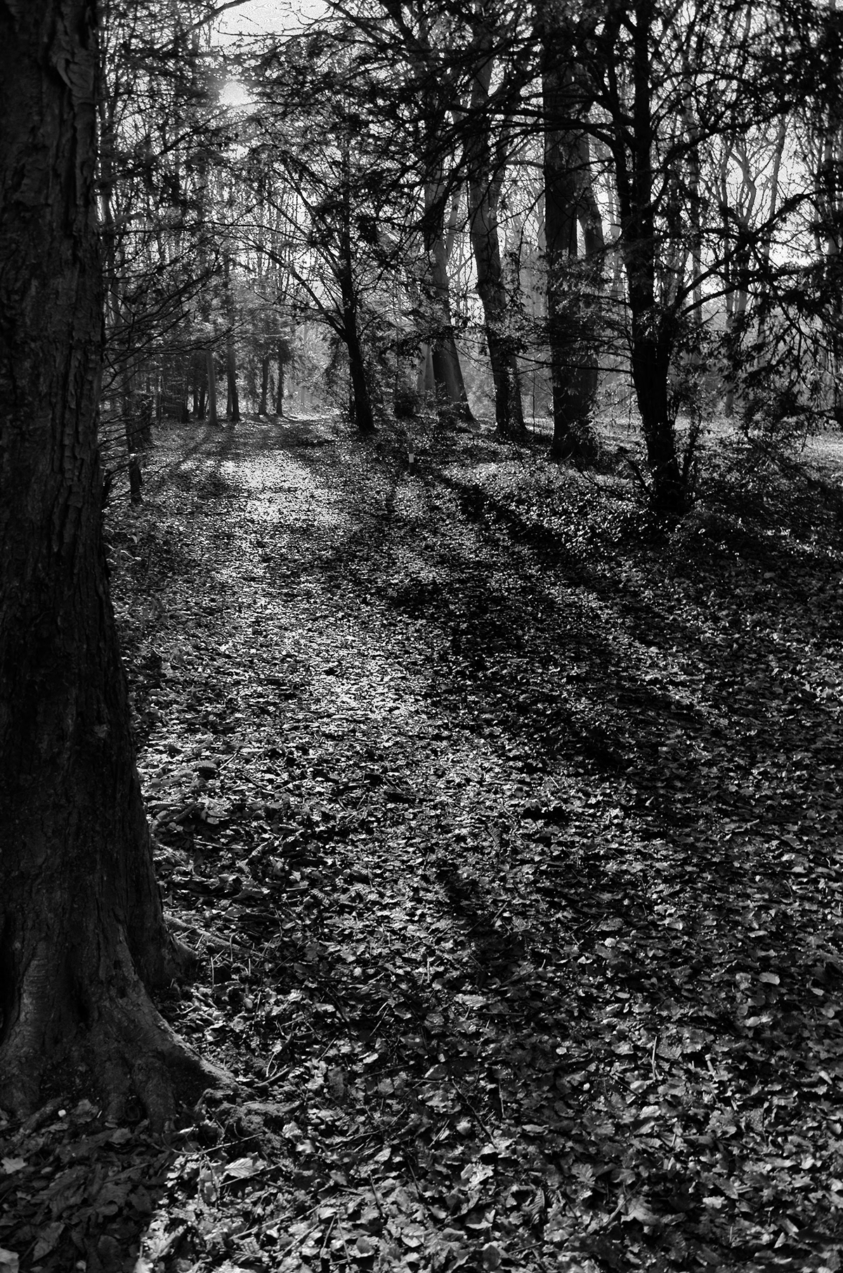 black and white monochrome forest trees black White Holland