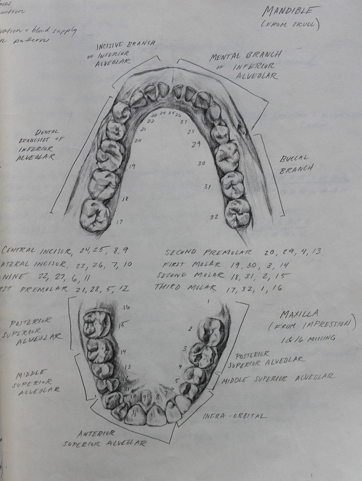 tooth anatomy poster teeth mandible maxilla tooth types of teeth maxillary waiting room dental
