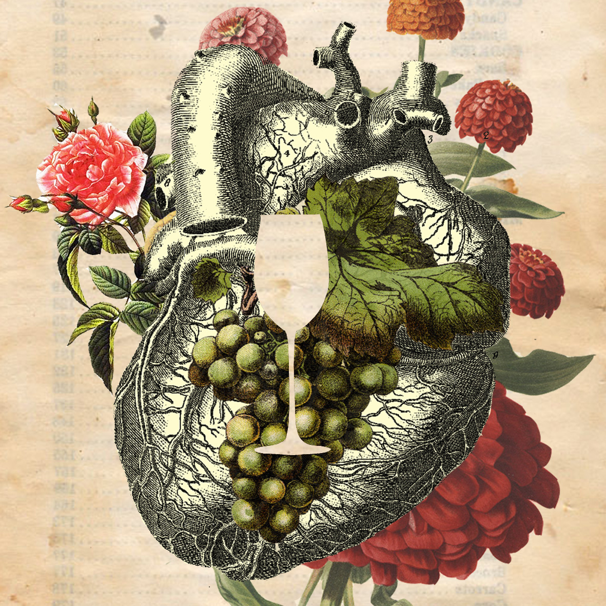 wine alcohol heart anatomy Flowers