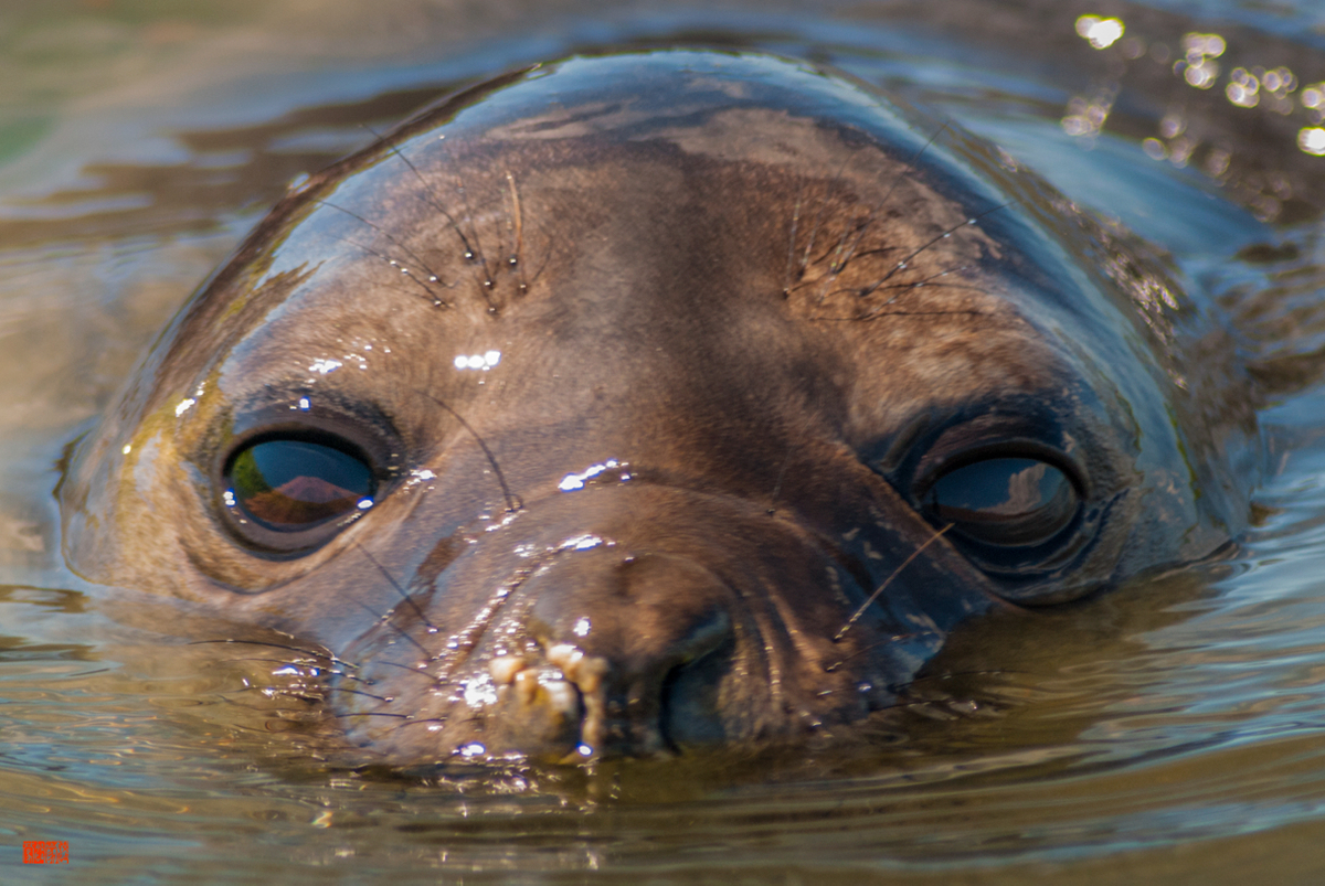 daniel fox wild image project kitsune keimou wildlife Nature animals birds jaguar alligator owl seal seal lion Whale