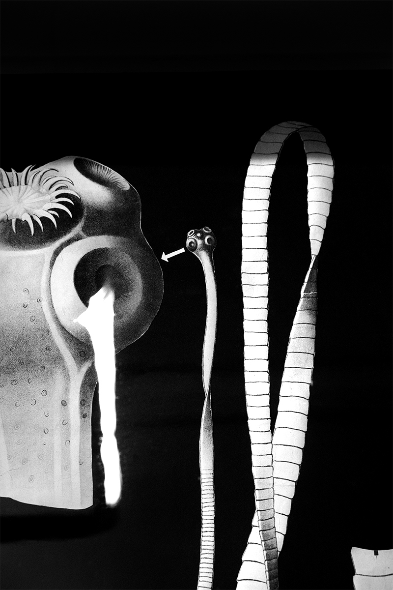stilllife human anatomy dead reflection error museum laspecola blackandwhite Florence
