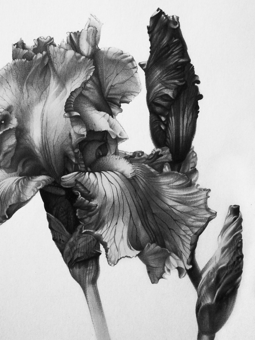 allween alvinadenisenko black and white botanical art botanical illustration Flowers graphic illustration iris pencil drawing art spring summer flowers