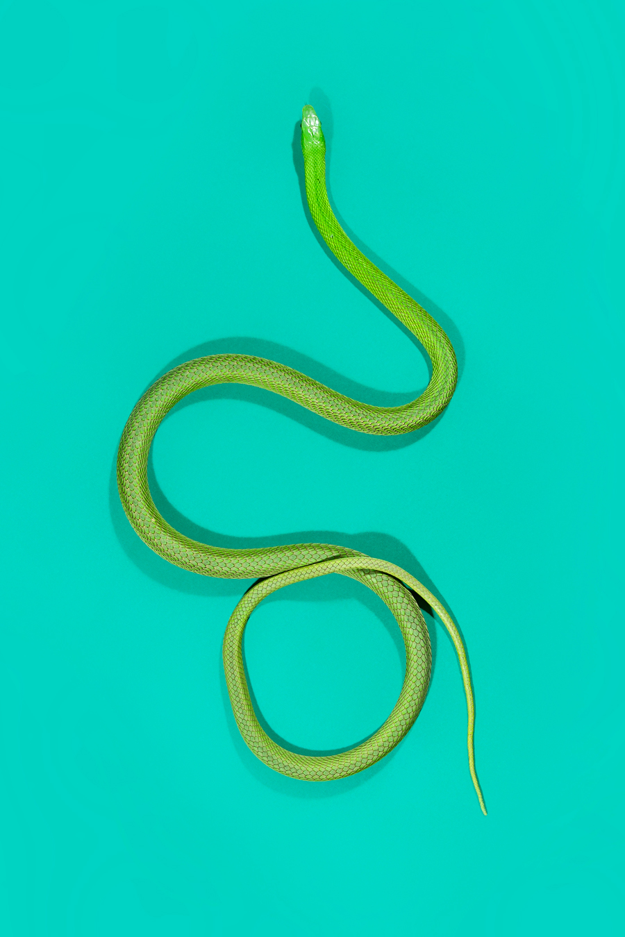 snakes Slitherstition Andrew McGibbon colour color superstition