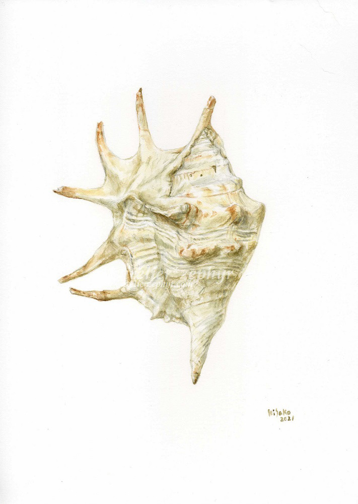Spider conch