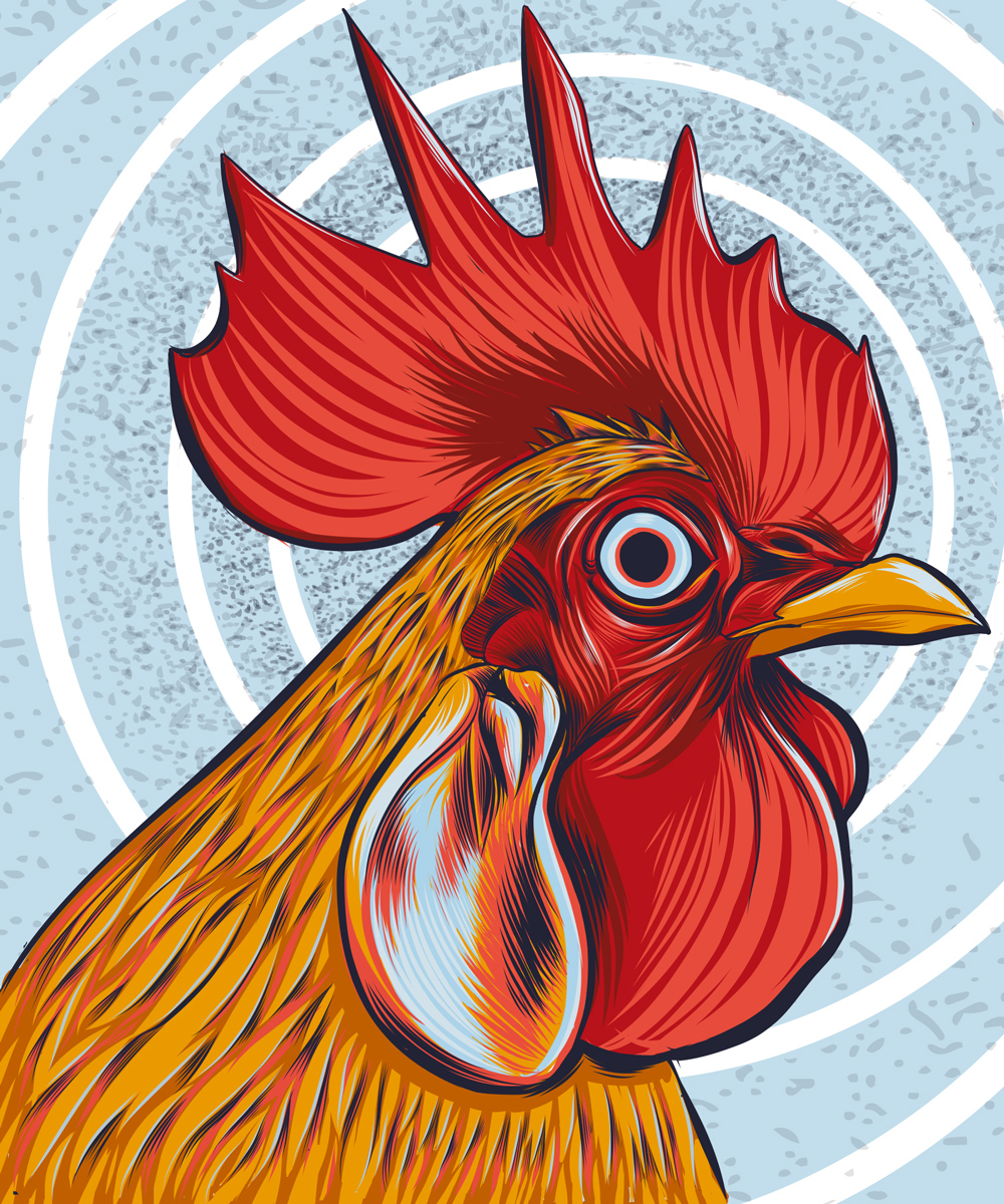 Adobe Portfolio Rooster hypnotic apple pencil ipad pro adobe draw vector art animal art Dustin Knotek